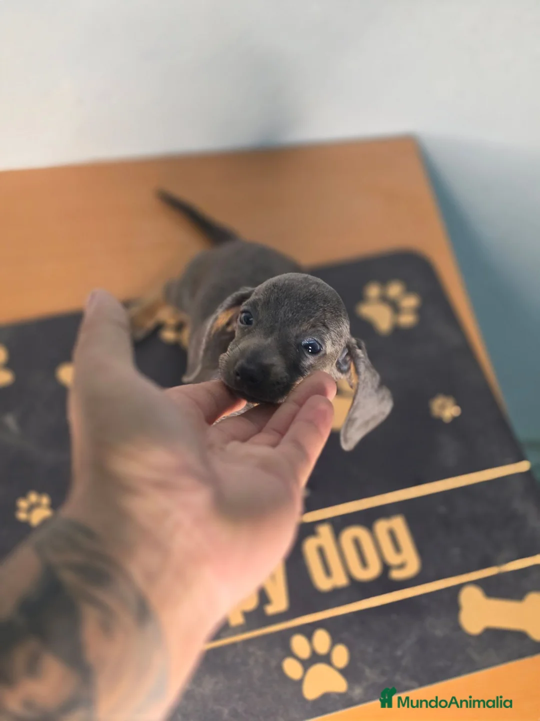Teckel Miniatura perros en venta: Teckel blue  - Anuncio 1