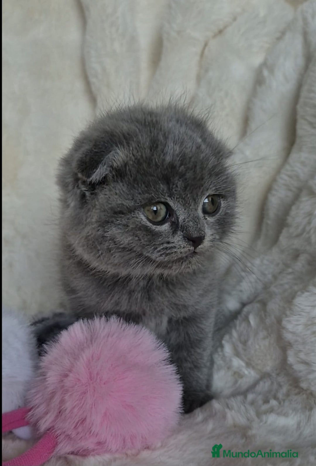 Británico de Pelo Corto gatos en venta: Brithis Blues silver y más gatos disponibles  - Anuncio 6