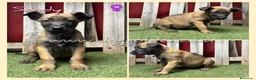 Pastor Belga Malinois perros en venta: Pastor Belga Malinois - Anuncio 3