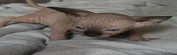 Sphynx gatos en venta: Sphynx Point  - Anuncio 6