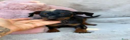 Pinscher Miniatura perros en venta: MINI PINCHER NEGRO FUEGO  - Anuncio 5
