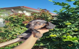 Teckel Miniatura perros en venta: Teckel mini  - Imagen 2