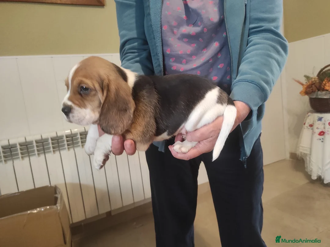 Beagle perros en venta: Cachorros de beagle tricolor  - Anuncio 5