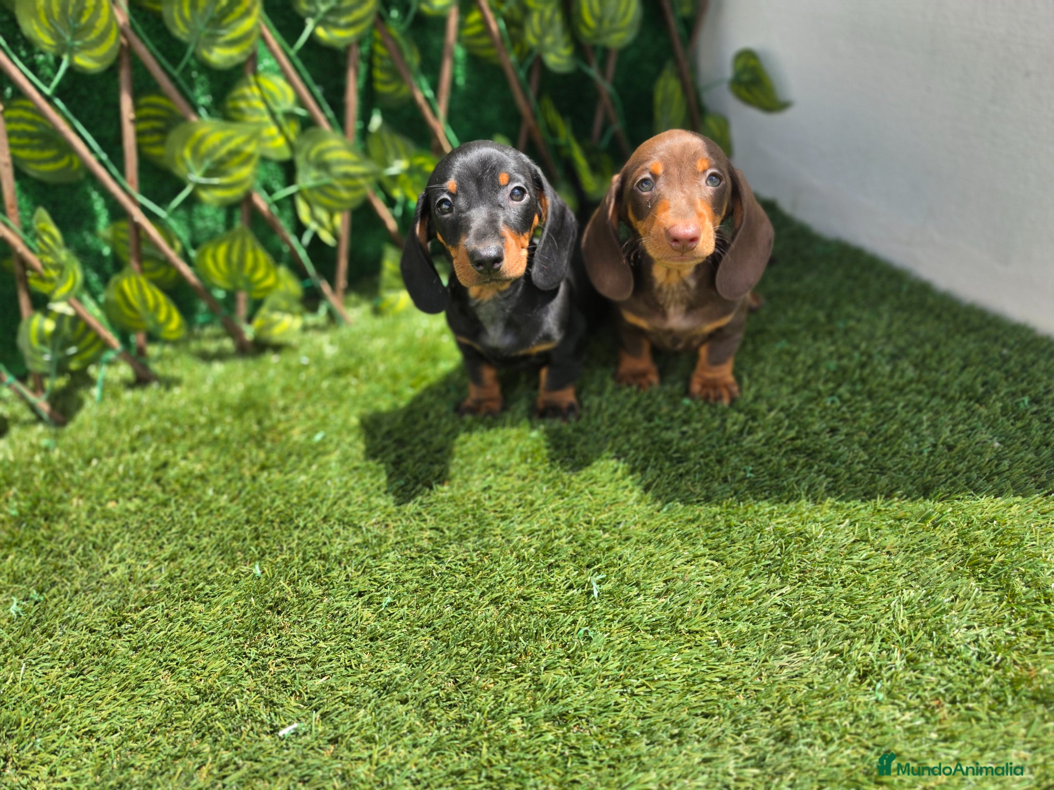 Teckel Miniatura perros TECKEL MINIATURA & KANNINCHEN  - Anuncio 18