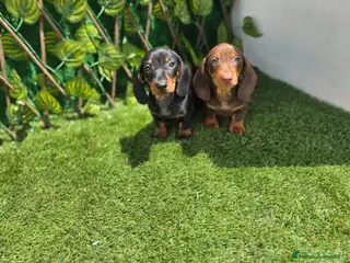 Teckel Miniatura perros TECKEL MINIATURA & KANNINCHEN - Anuncio 21