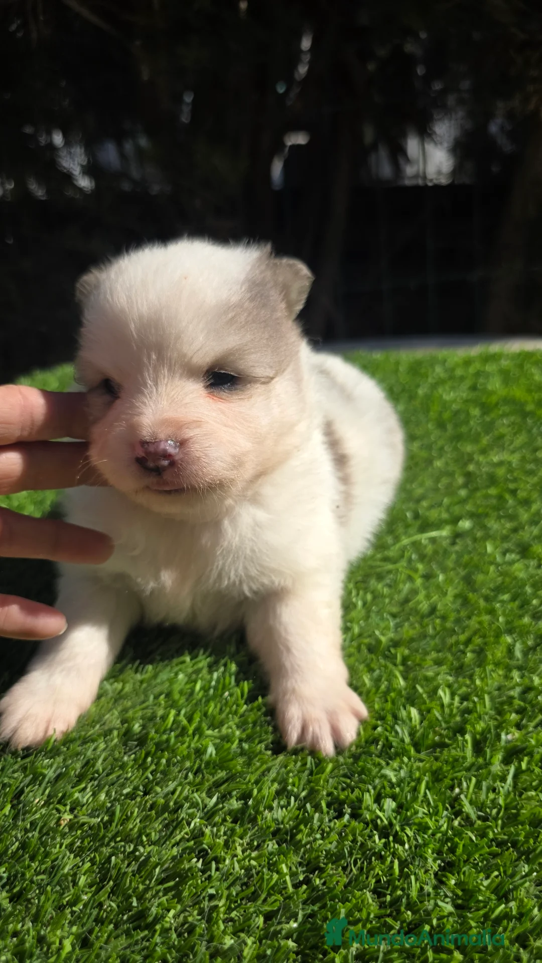 Pomsky perros en venta: Pomsky  - Anuncio 2