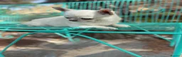 Chihuahua perros en venta: Chihuahuas Toy muy bonitos y pequeñitos !! - Anuncio 4