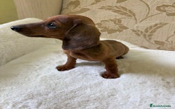 Teckel Miniatura perros en venta: Teckel kaninchen cachorro macho  - Imagen 17