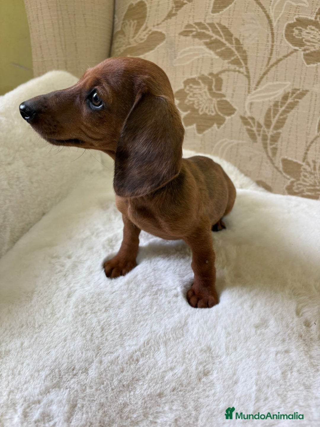 Teckel Miniatura perros en venta: Teckel kaninchen cachorro macho  - Imagen 17