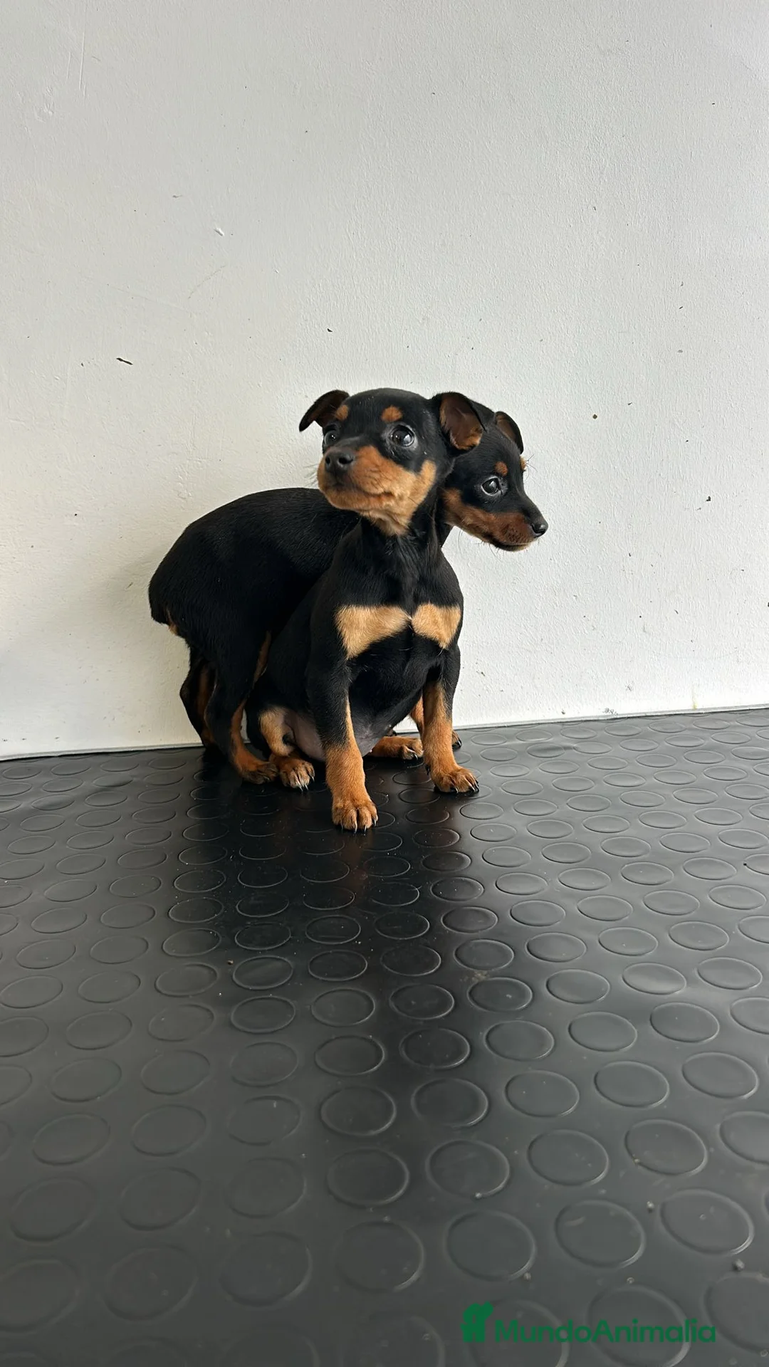 Pinscher Miniatura perros en venta: Mini pinscher  - Anuncio 2