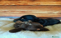 Teckel Miniatura perros en venta: TECKEL - Imagen 2