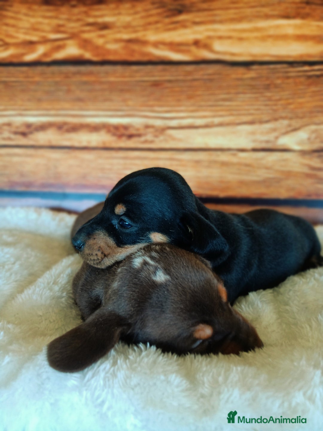 Teckel Miniatura perros en venta: TECKEL - Imagen 2