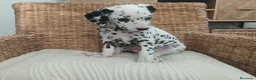 Dálmata perros en venta: Dálmatas disponibles - Anuncio 1