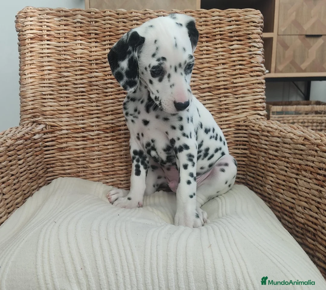 Dálmata perros en venta: Dálmatas disponibles - Anuncio 1