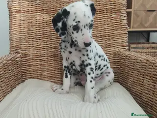 Dálmata perros Dálmatas disponibles - Anuncio 4