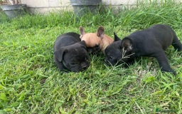 Bulldog Francés perros en venta: bulldog frances  - Imagen 2