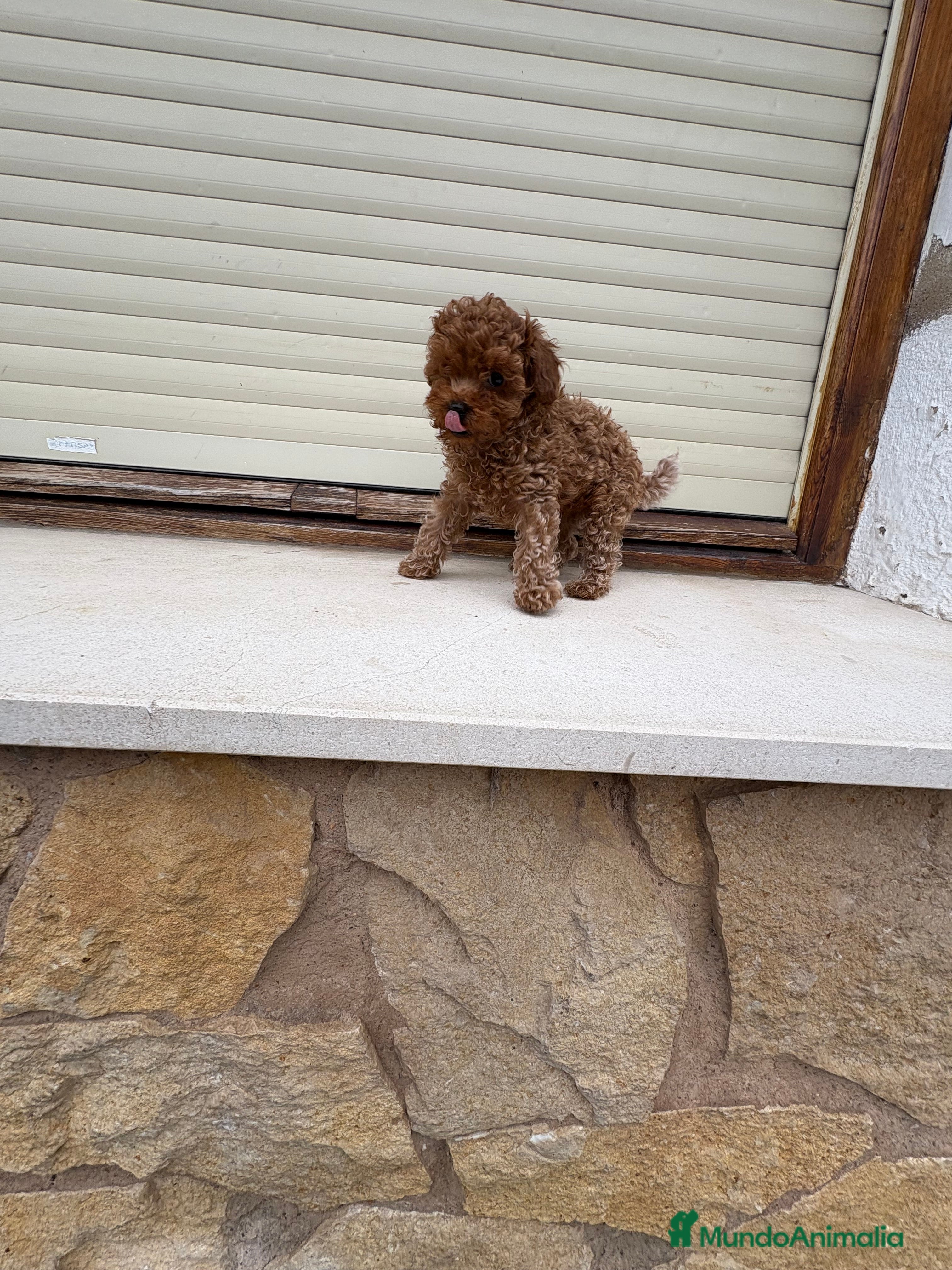 Caniche Toy perros Caniche mini Toy  - Anuncio 3