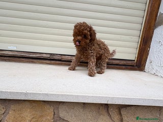 Caniche Toy perros Caniche mini Toy - Anuncio 9