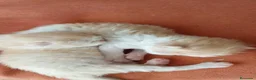 Persa gatos en venta: Persas en Jaén - Anuncio 7
