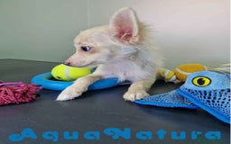 Pomchi perros en venta: Pomchi Hembra 1756 AQUANATURA - Imagen 6