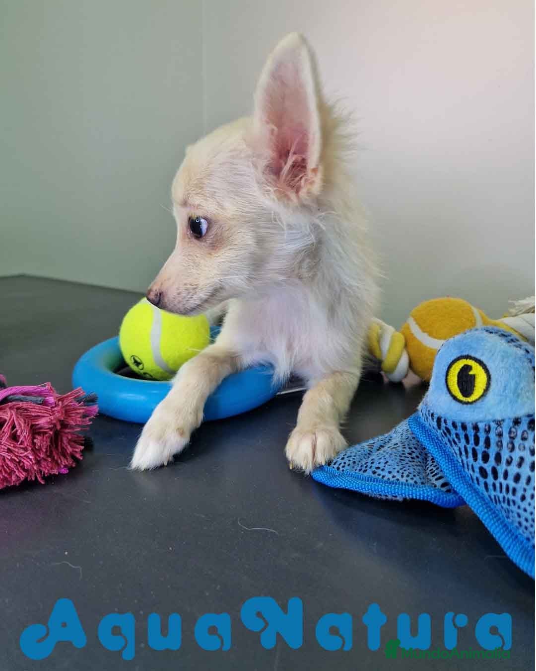 Pomchi perros en venta: Pomchi Hembra 1756 AQUANATURA - Imagen 6