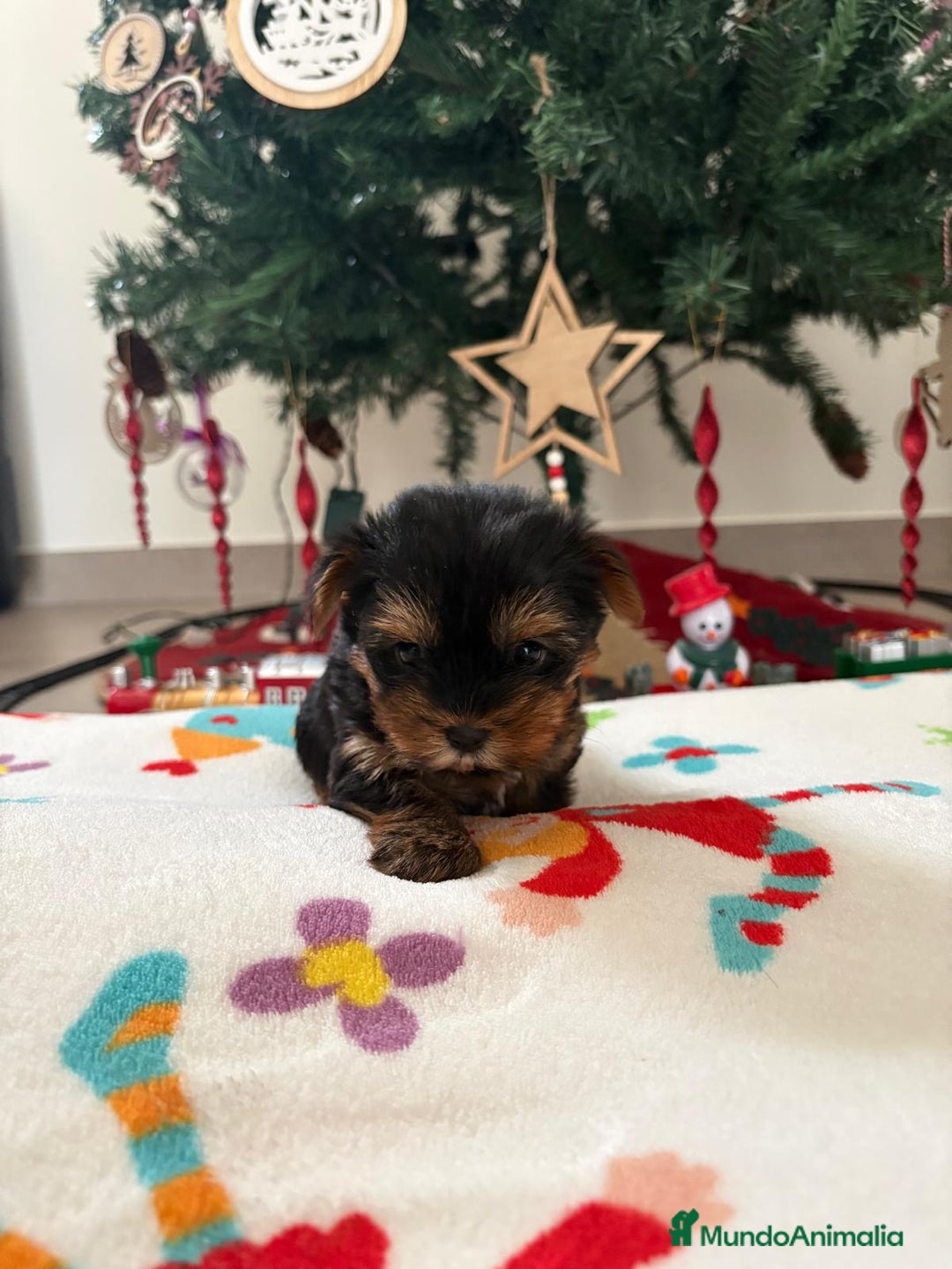 Yorkshire Terrier perros en venta:  ✨ Cachorritos Yorkshire (Yorkies) – Exclusividad, - Anuncio 3