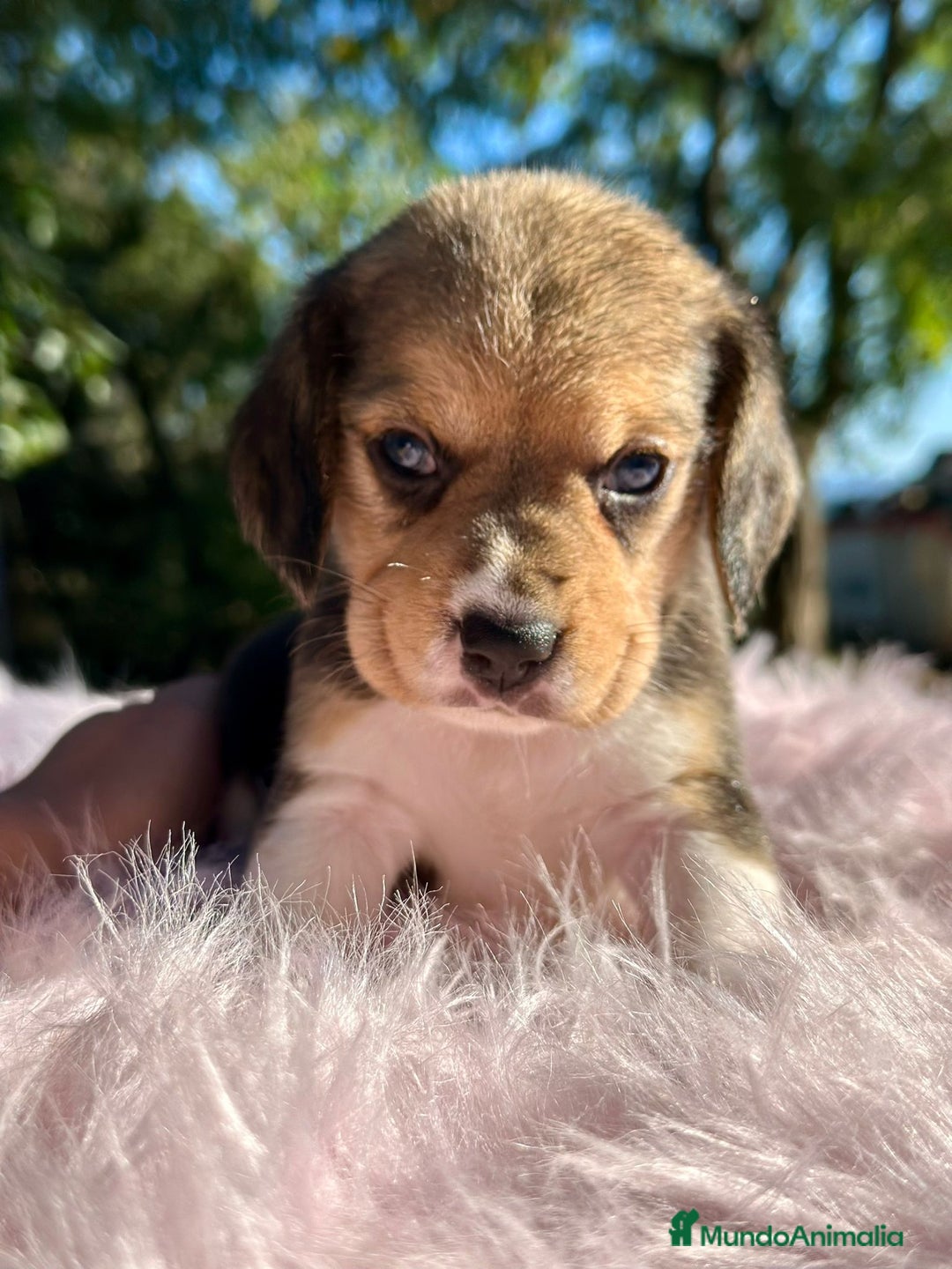 Beagle perros en venta: Beagle tricolor camada - Imagen 8