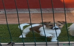 Jack Russell Terrier perros en venta: Jack Russell Terriers CARABY Benidorm  - Imagen 7