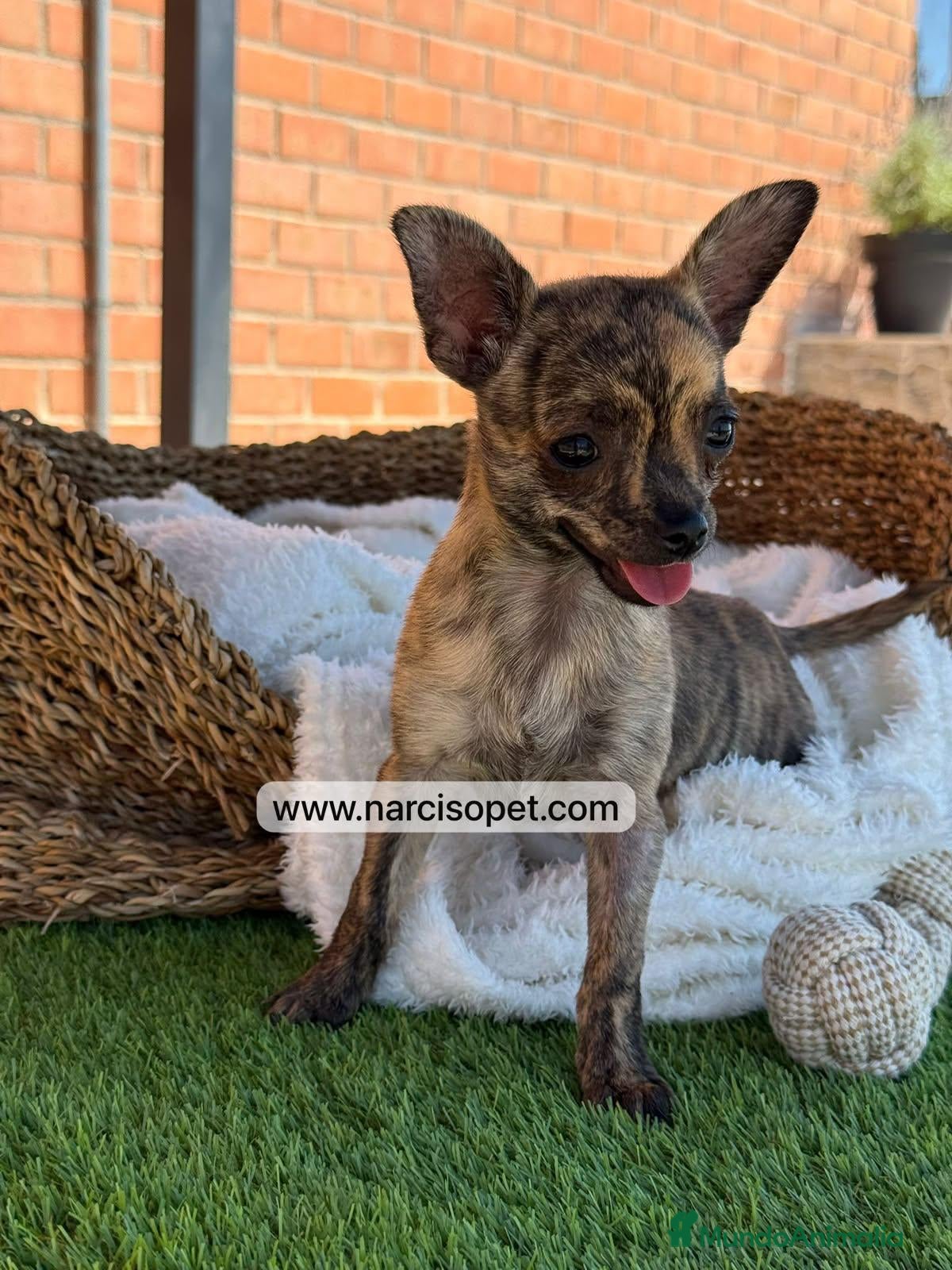 Chihuahua perros CHIHUAHUA TOY - Anuncio 9