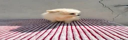 Pomerania perros en venta: Lulu de Pomerania toy  - Anuncio 6