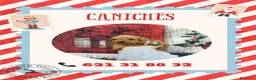Caniche Toy perros en venta: IMPRESIONANTES CANICHES LINEA TOY  - Anuncio 14