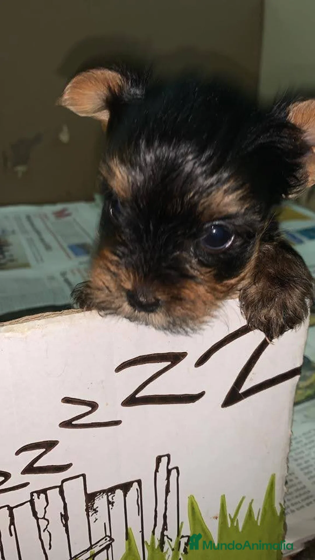 Yorkshire Terrier perros en venta: Yorkshire Toy - Anuncio 6