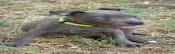 Staffordshire Bull Terrier perros en venta: Staffordshire bull terrier - Anuncio 7