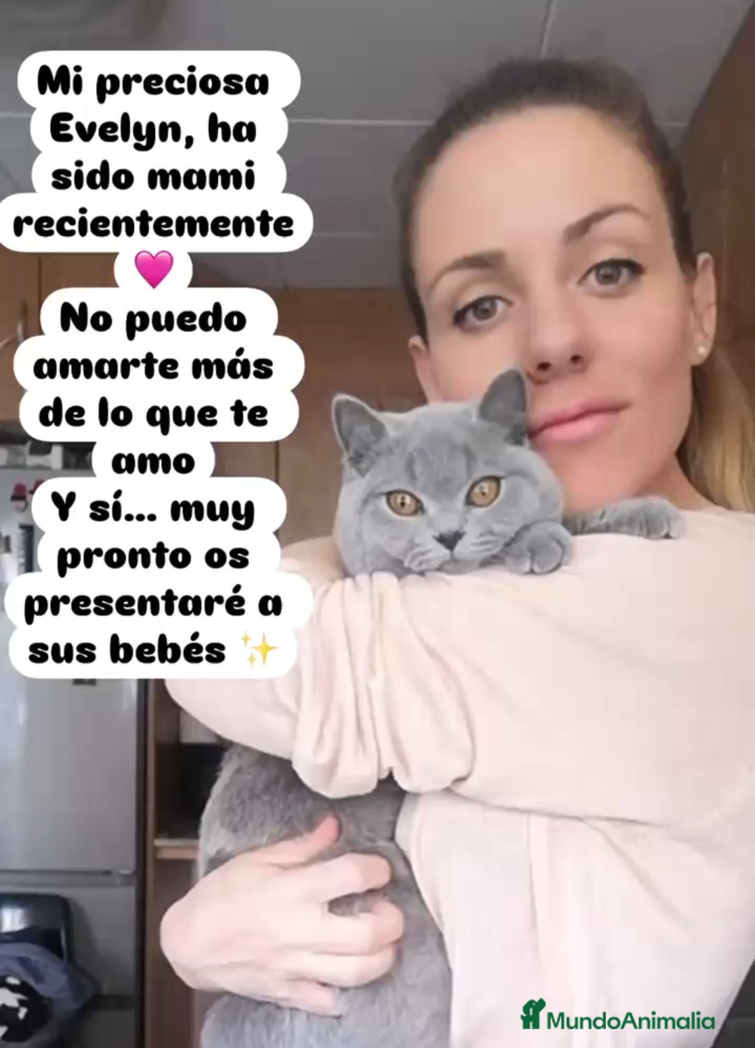 Británico de Pelo Corto gatos Nueva camada de British Blue Disponible 😻❤️ - Anuncio 1