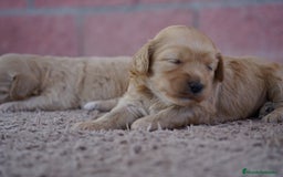 Maltipoo perros en venta: ✨ Tres pequeñas Maltipoo · 🐶 20 días de vida - Imagen 5