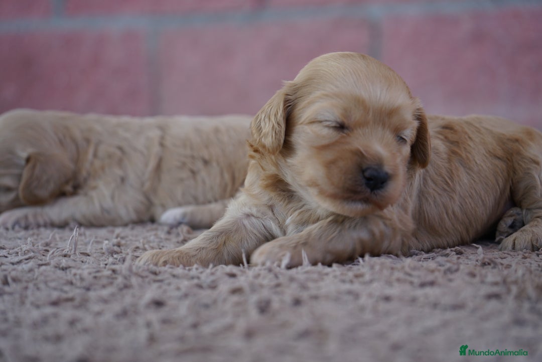 Maltipoo perros en venta: ✨ Tres pequeñas Maltipoo · 🐶 20 días de vida - Imagen 5