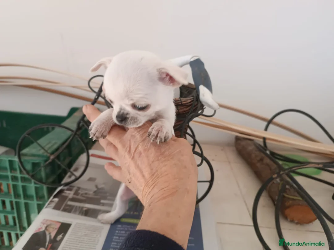 Chihuahua perros en venta: Chihuahua mini - Anuncio 1