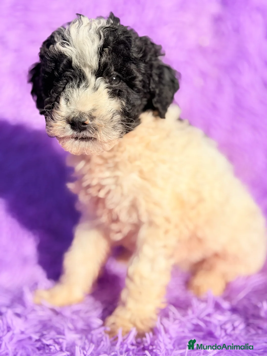 Perro de Agua Español perros en venta: Pdae blanco   y negro - Anuncio 6