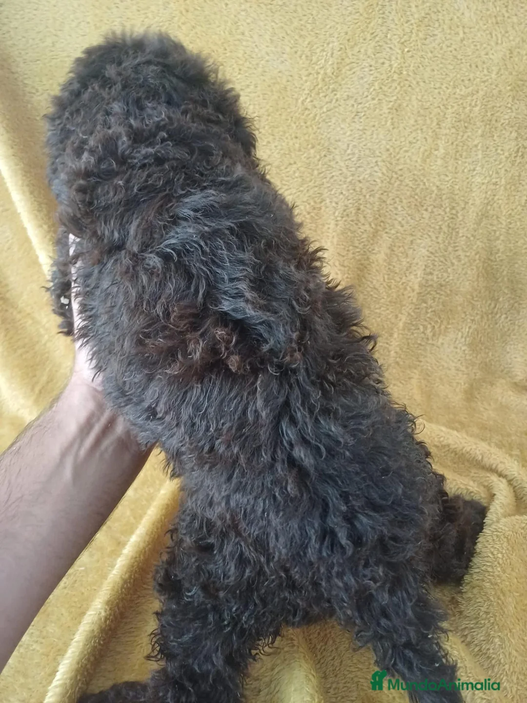 Perro de Agua Español perros en venta: Perro de Agua Español Chocolate  - Anuncio 3