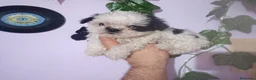 Shih Tzu perros en venta: Cachorros Shih Tzu - Anuncio 3