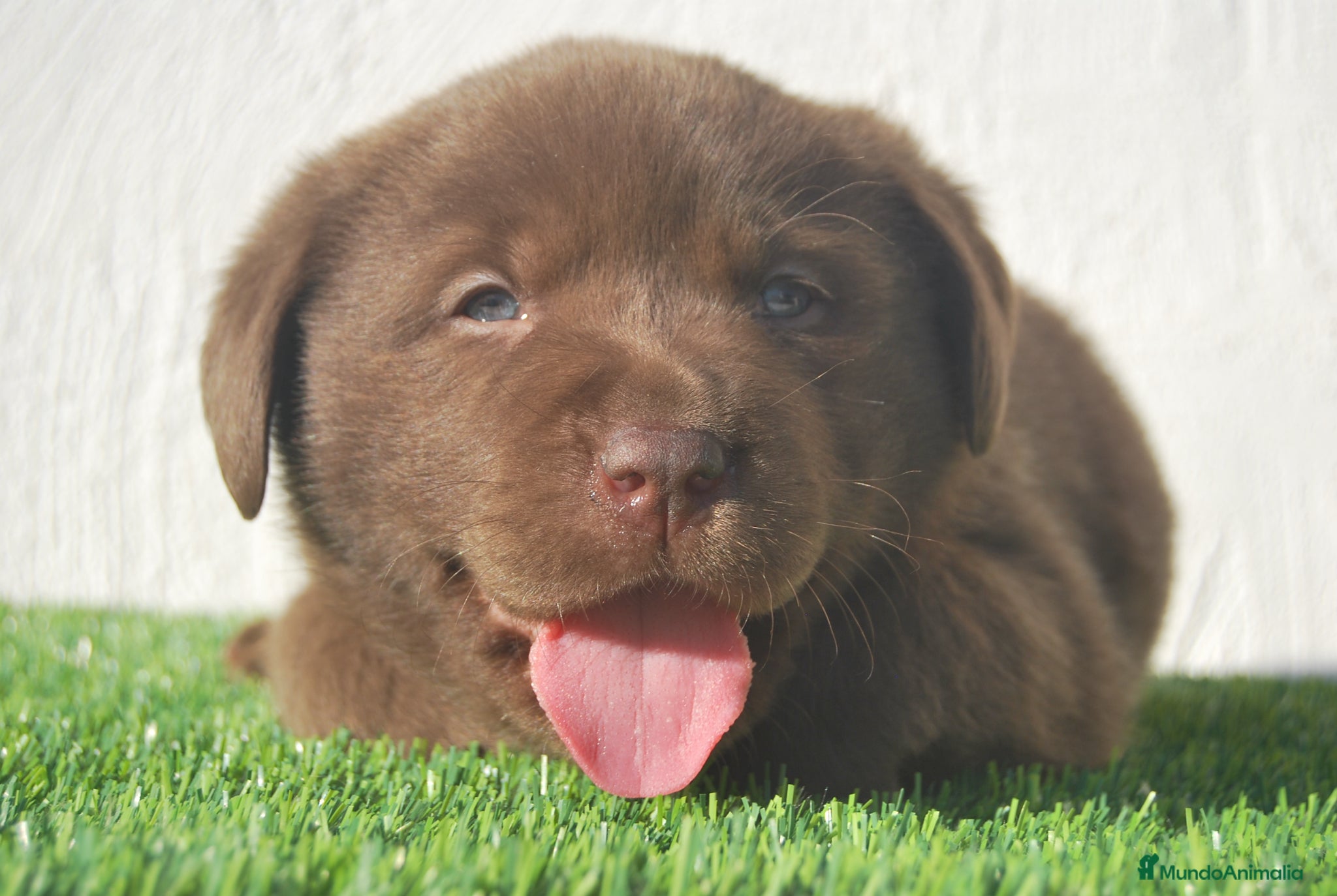 Labrador Retriever perros Cachorros de Labrador retriever del Alto del Pago - Anuncio 1