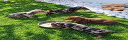 Teckel perros en venta: Teckel Canichen - Anuncio 1