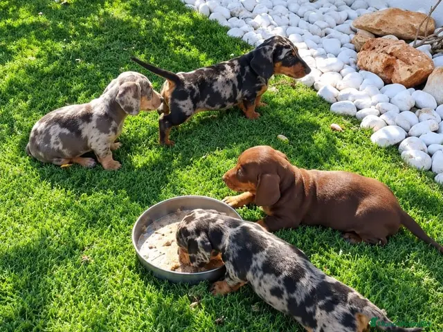 Teckel perros en venta: Teckel Canichen - Anuncio 1