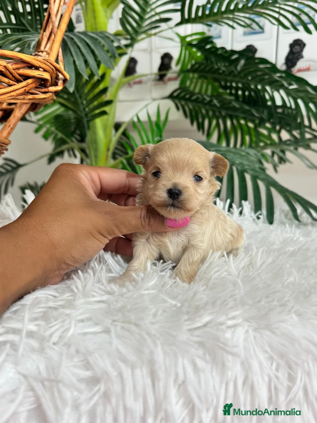 Maltipoo perros en venta: MALTIPOO 100% COREANO - Anuncio 2