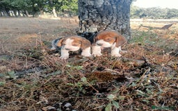 Beagle perros en venta: Cachorros de beagle - Imagen 3