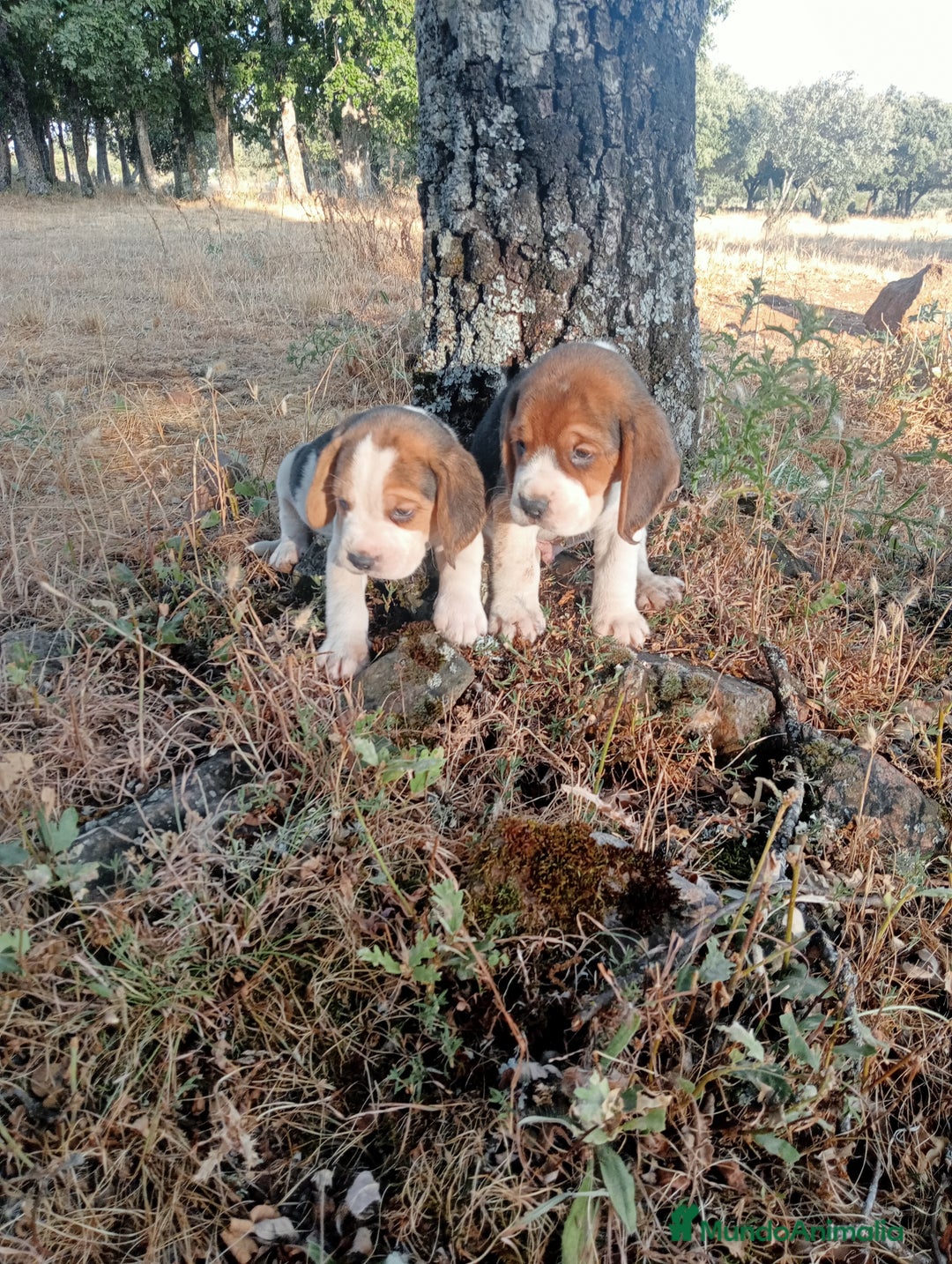 Beagle perros en venta: Cachorros de beagle - Imagen 3