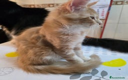 Maine Coon gatos en venta: A. MAINE COON  en León - Imagen 9