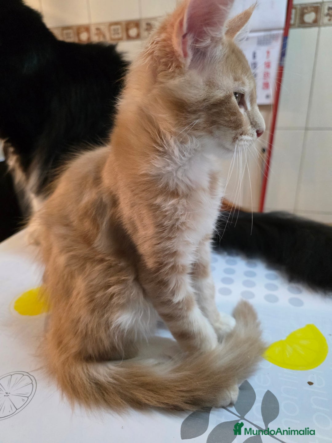 Maine Coon gatos en venta: A. MAINE COON  en León - Imagen 9