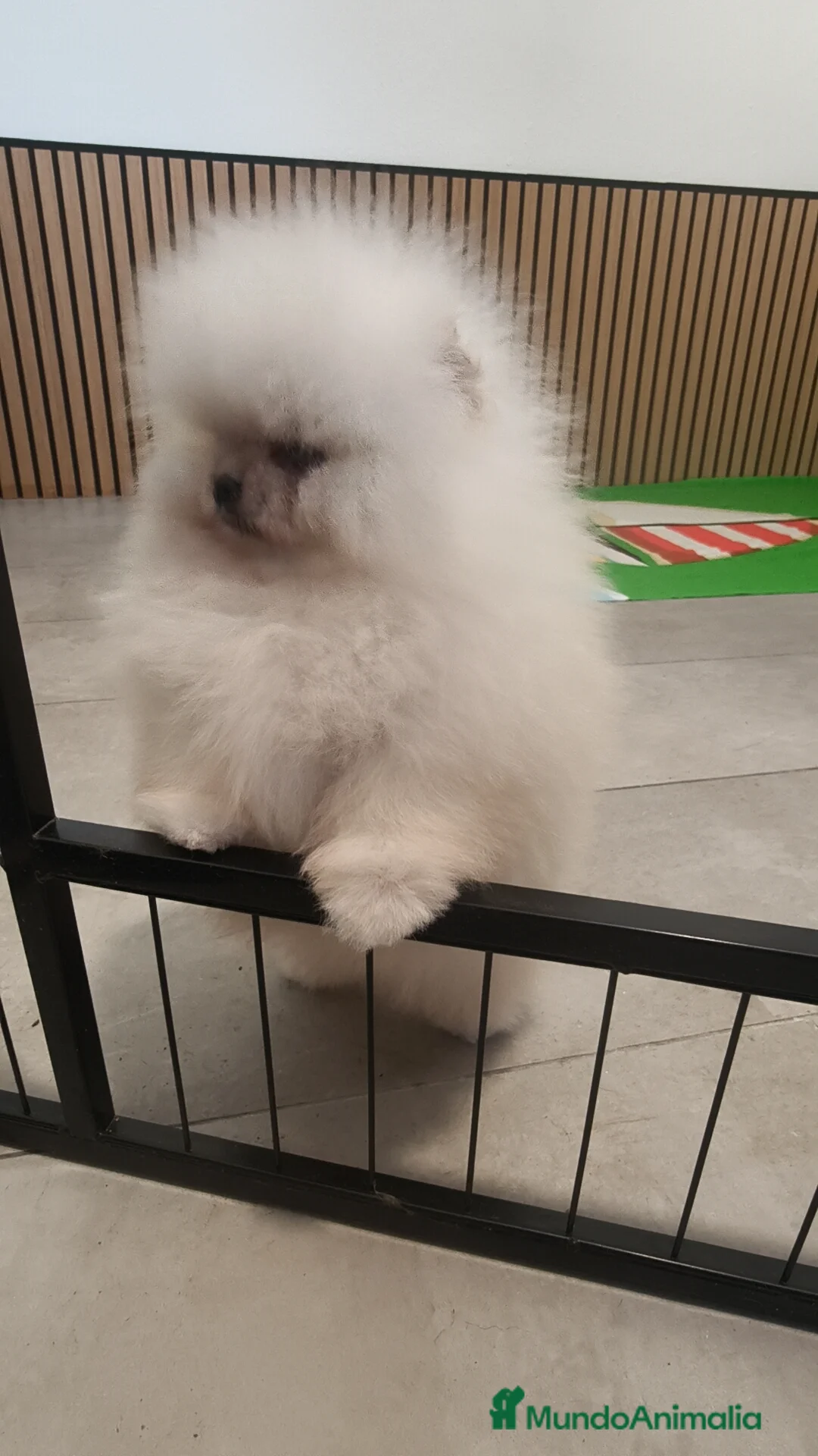 Pomerania perros en venta: Pomerania TOY Blanco nuclear ♂️ excelente  - Anuncio 3
