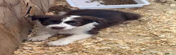 Border Collie perros en venta: Borde collie  - Anuncio 6